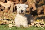 IRISH WHEATEN TERRIER 015